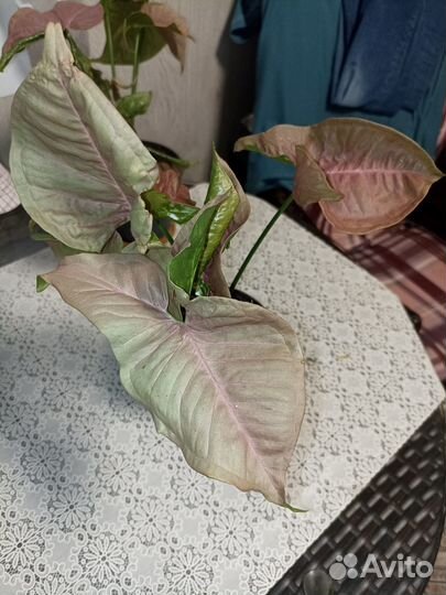 Сингониум Ред харт