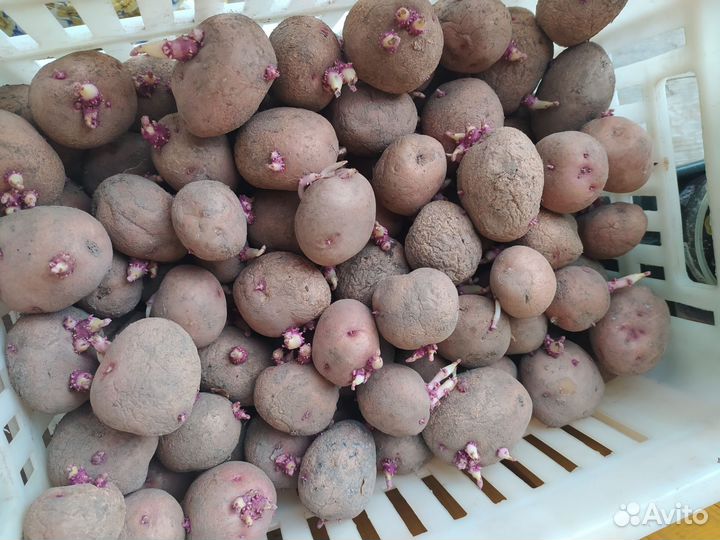 Семенной картофель сортовой