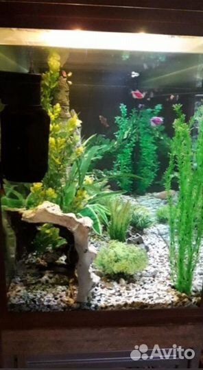 Большой аквариум