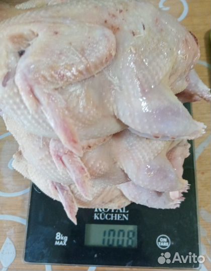 Мясо перепелов, перепела, яйцо перепелиное