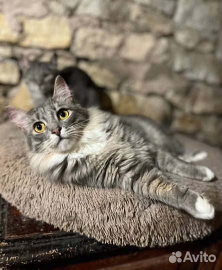 Кот бесплатно