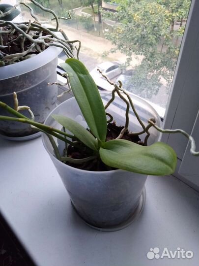 Орхидея фаленопсис