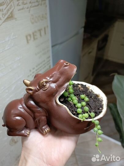 Цветы комнатные