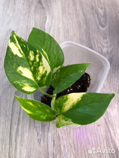 Дримиопсис Эпипремнумы