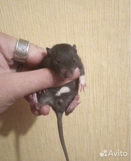 Крысомальчики под бронь
