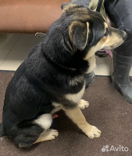 Крупный щенок