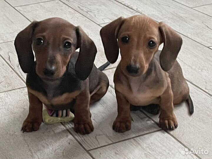 Кроличья такса