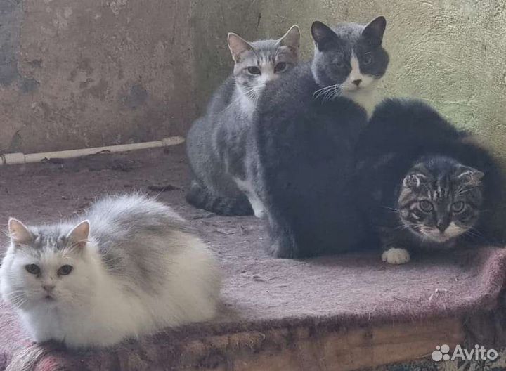 Кошки из Приюта хотят найти дом