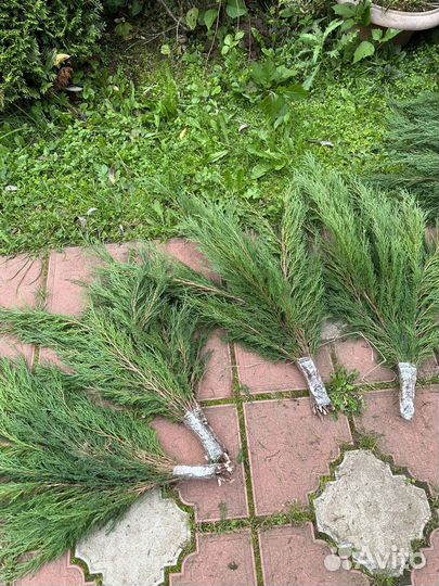 Веники из можжевельника