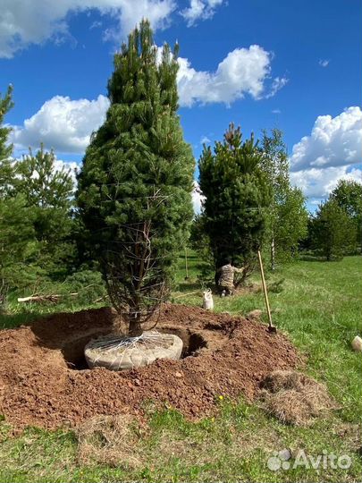 Сосна обыкновенная