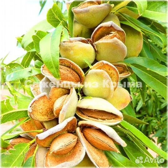 Саженцы Миндаля Никитинский