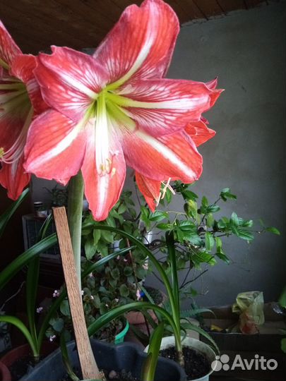 Продаю цветок Амариллис
