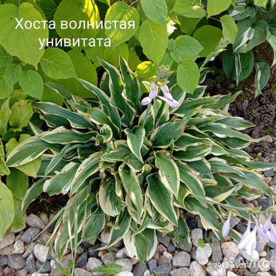 Хоста многолетники для сада