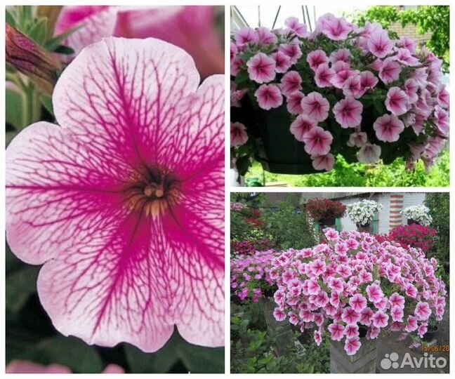 Огромные петунии