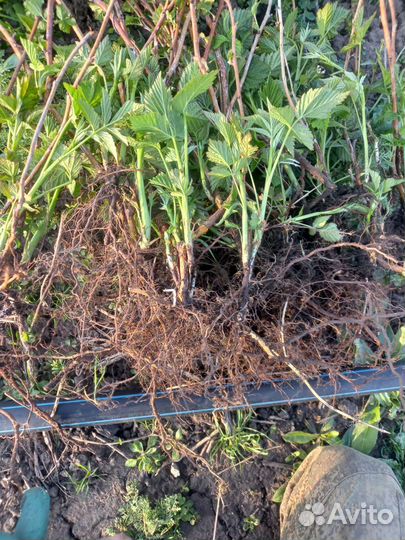 Саженцы малины