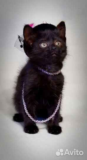 Котята ищут дом