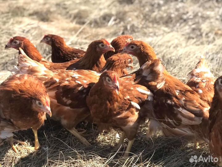 Куры несушки