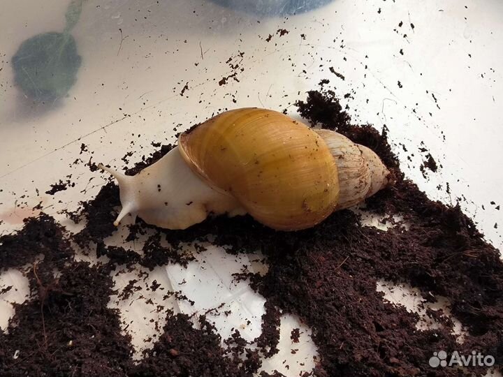 Улитки ахатины