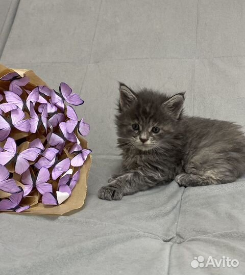 Котятки мейн кун