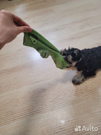 Щенок Цвергшнауцера