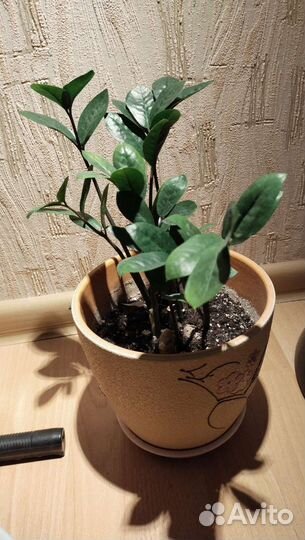 Замиокулькас