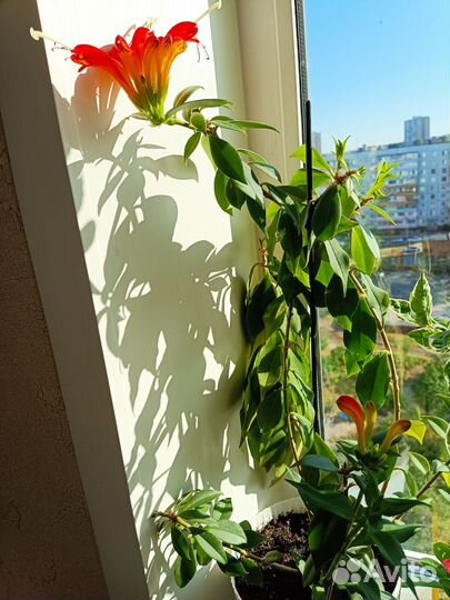 Цветок эсхинантус