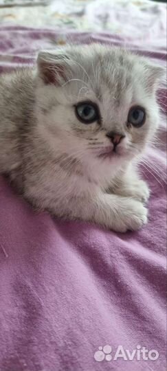 Шотландские вислоухие котята