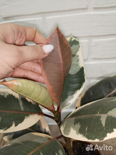 Фикус эластика тинеке комнатные растения цветы