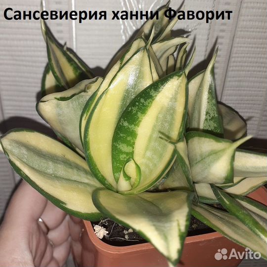 Сансевиерия
