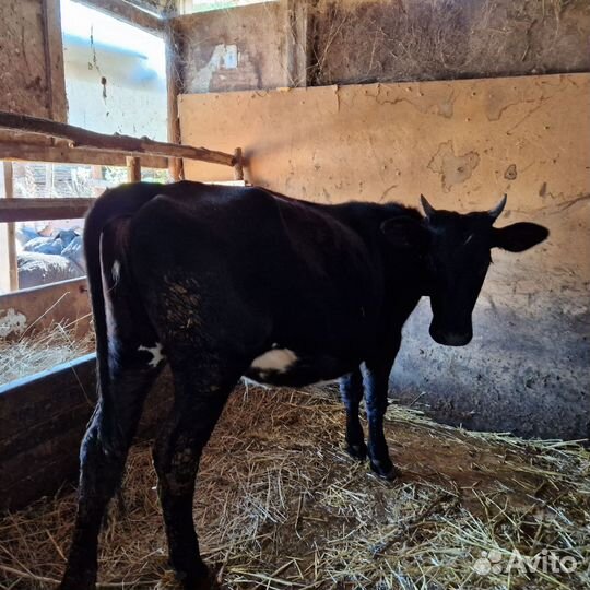 Овцы и телка