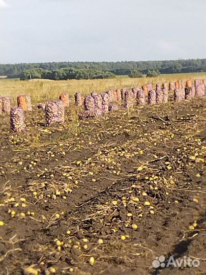 Продам картофель