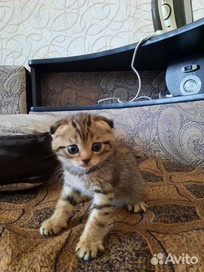 Шотландский вислоухий котёнок