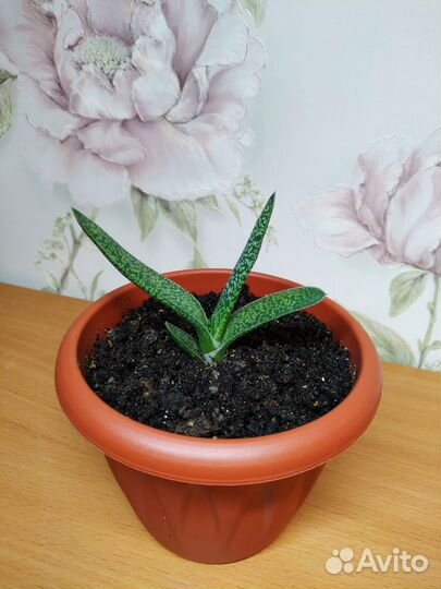 Гастерия Carinata