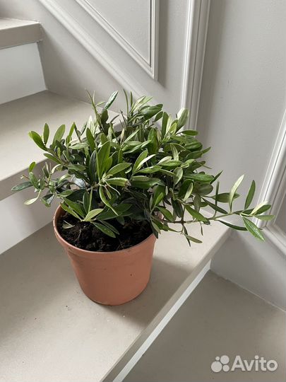 Оливковое дерево Олива 17\50