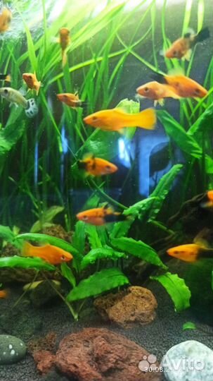 Рыбки меченосцы