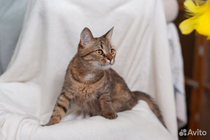 Кошка