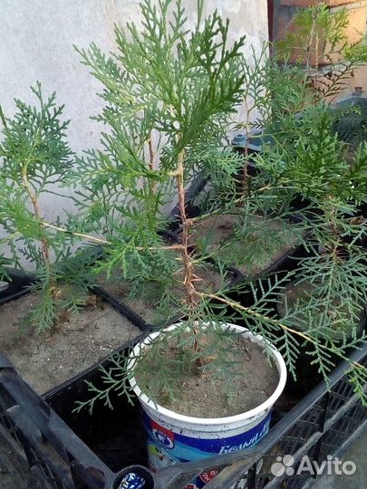 Саженцы туи