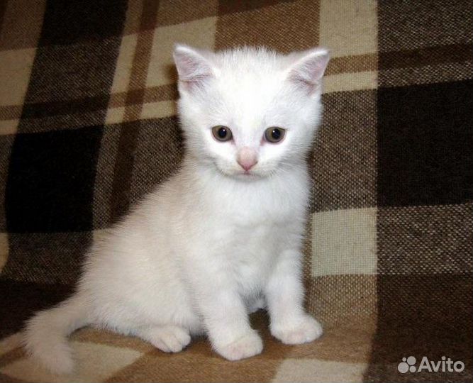 Шотландские милые котята