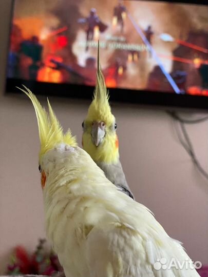 Попугай корелла пара