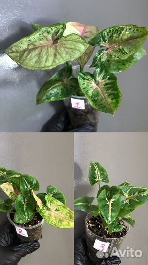 Сингониум 7 видов