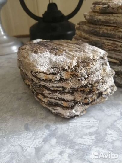 Зуб мамонта