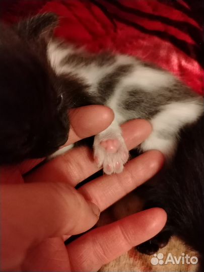 Дворянская охотничья