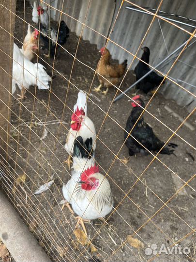 Петухи