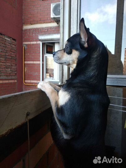 Вязка русский той