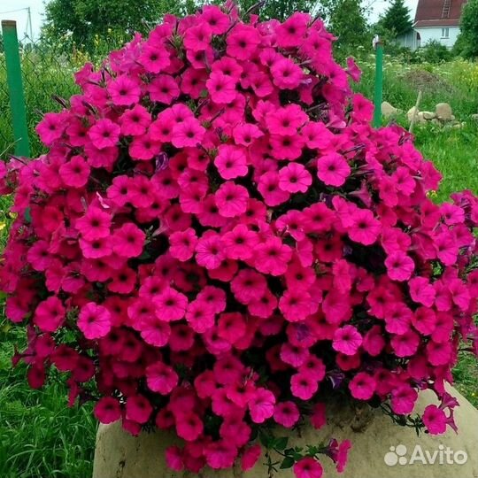 Рассада петунии тайдал