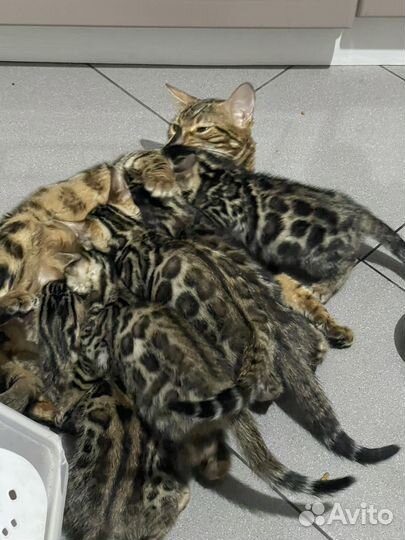 Бенгальские котята