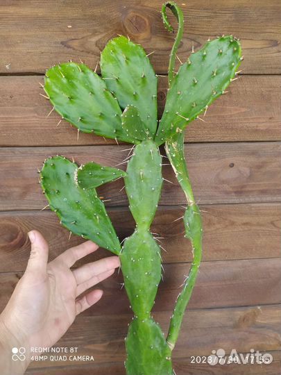 Кактус Опунция Бергера, 2 года