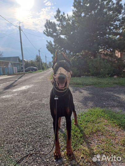 Доберман вязка
