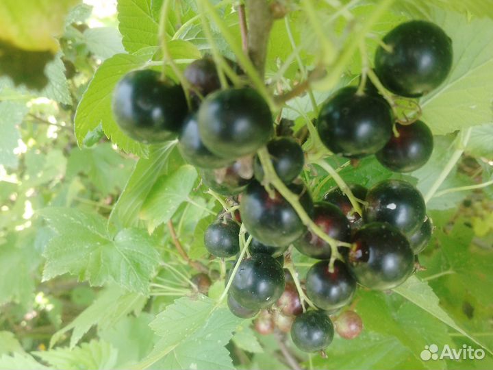 Зелень лук чеснок огурцы смородина ирга