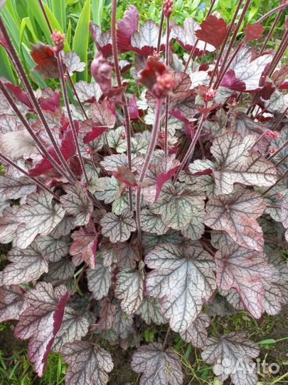 Гейхеры 3 вида